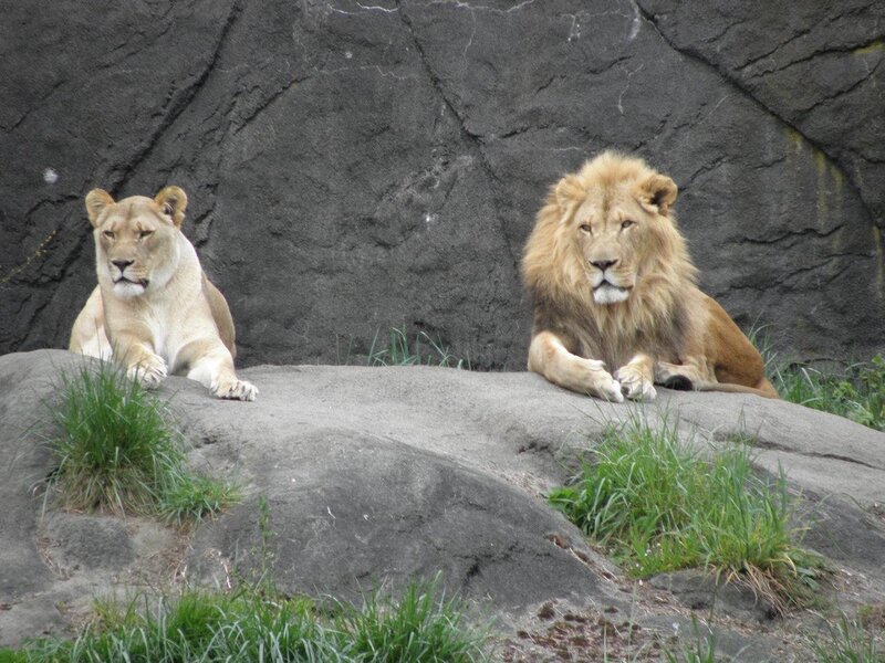 Lion and lioness resting on rock