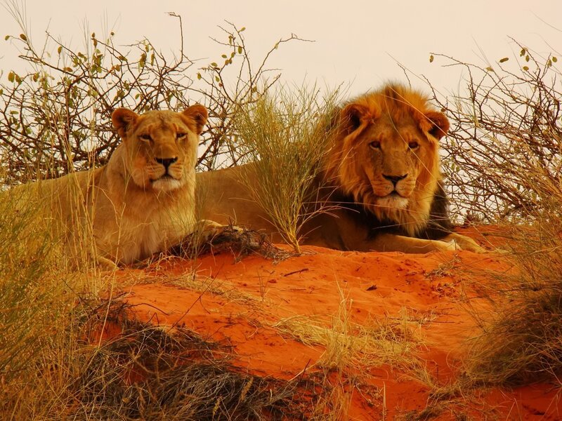 Lion and Lioness Resting — Orange