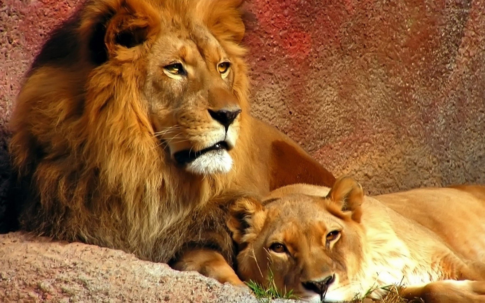 Lion and lioness resting together