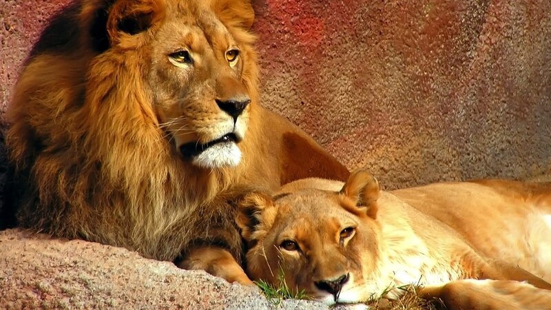 Lion and lioness resting together