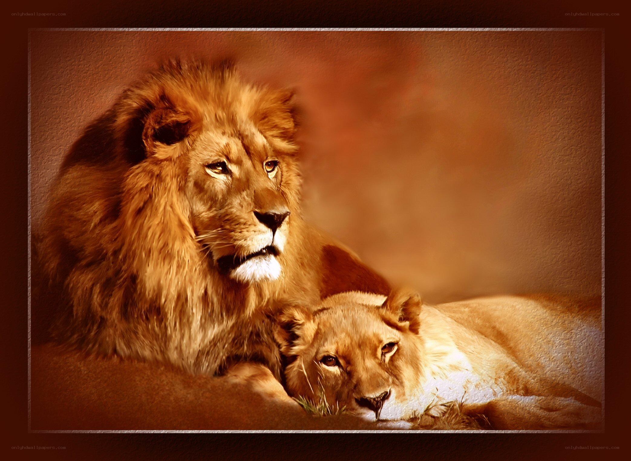 Lion and lioness resting together