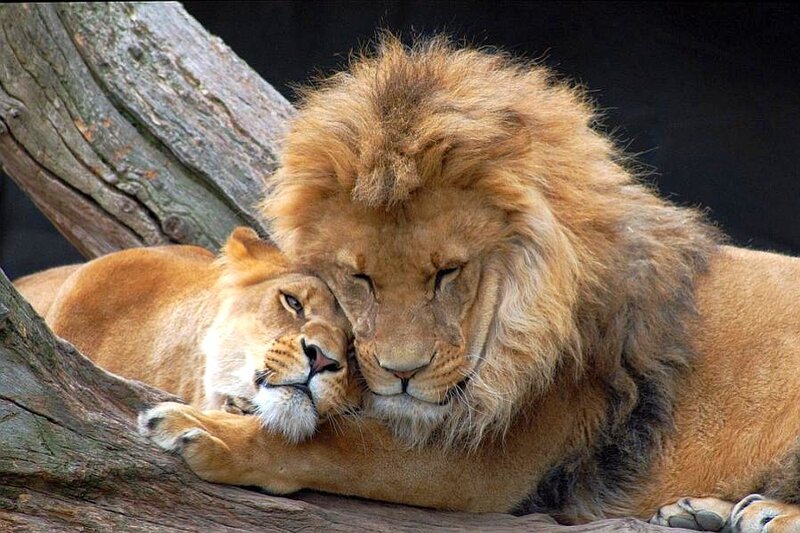 Lion and lioness resting together