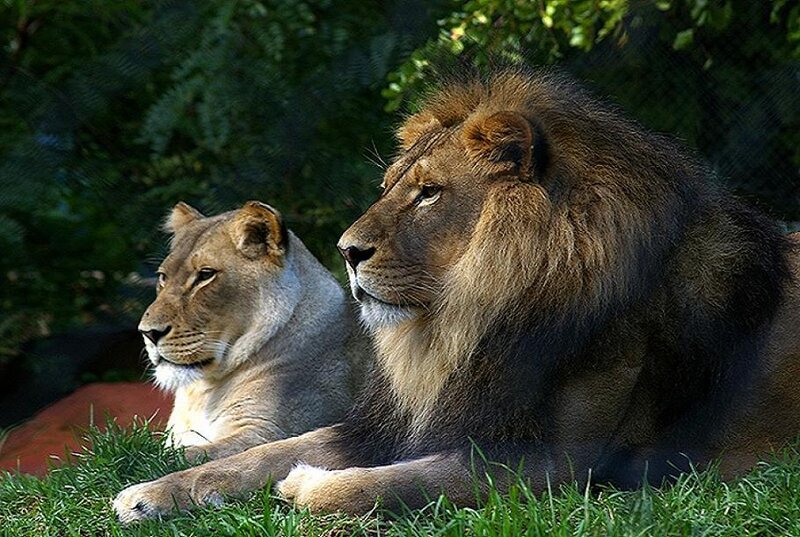 Lion and lioness resting together