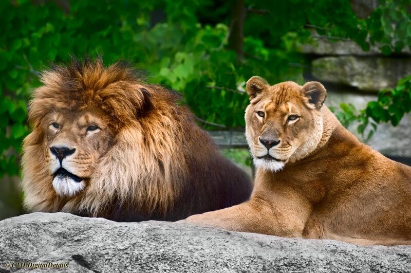 Lion and lioness resting together