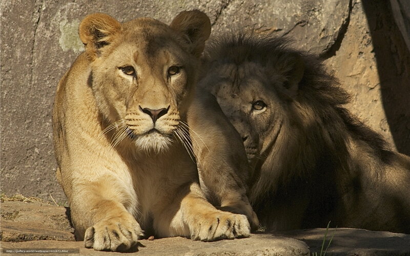 Lion and lioness resting together