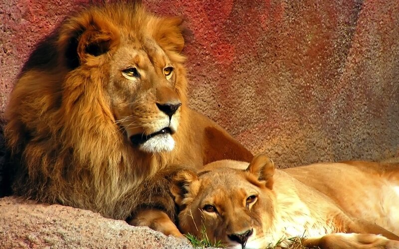 Lion and lioness resting together