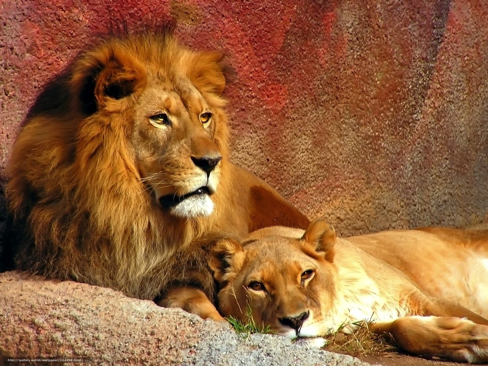 Lion and lioness resting