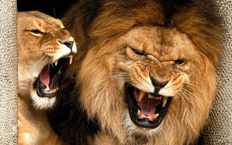 Lion and Lioness Roaring — Brown