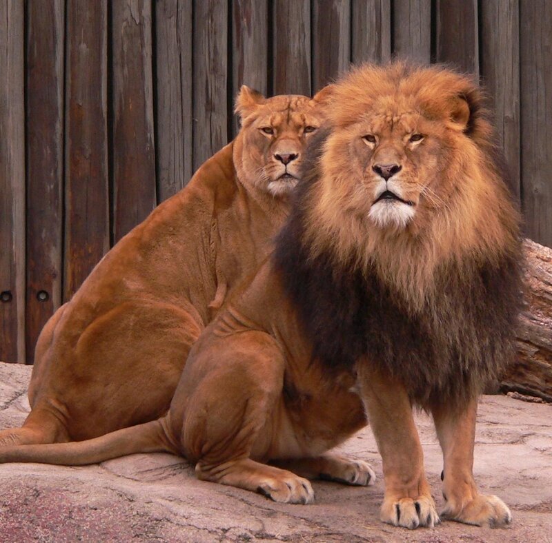 Lion and lioness sitting together