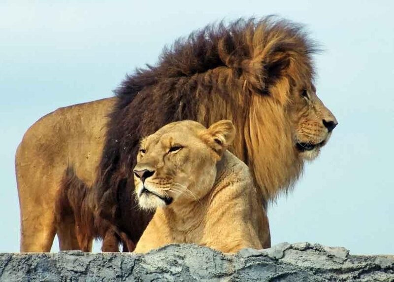 Lion and Lioness