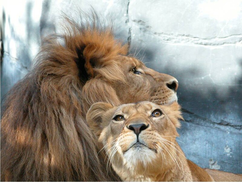 Lion and lioness together