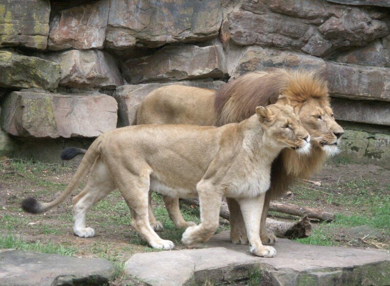 Lion and lioness walking together