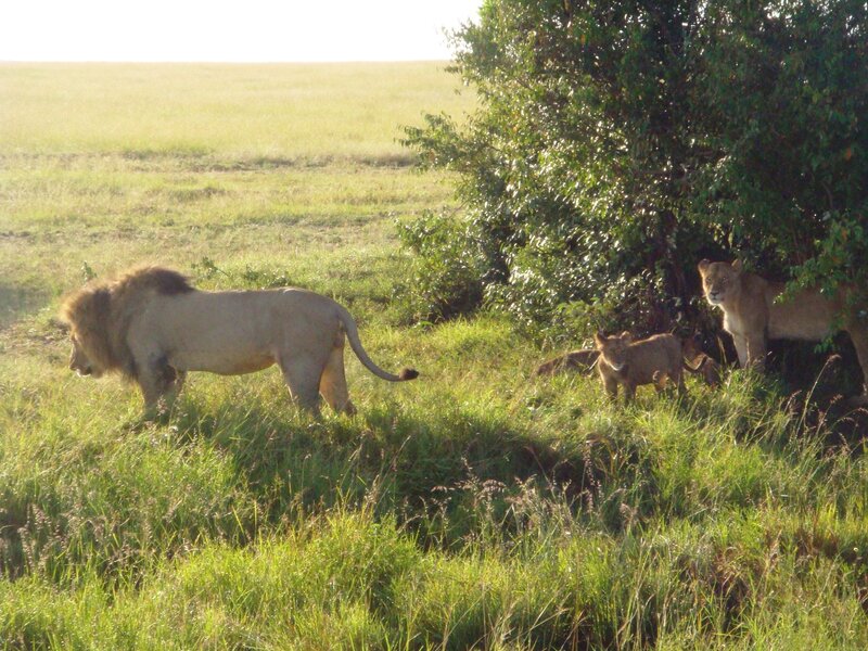 Lion and Lioness with Cubs