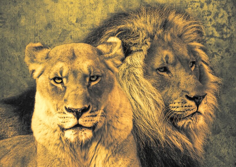 Lion and Lioness — Yellow, Calm