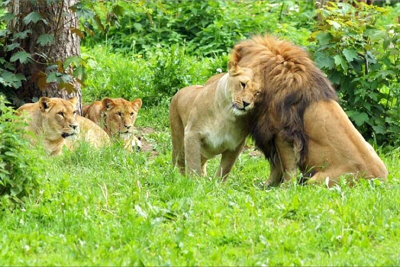 Lion and Lionesses in Grass