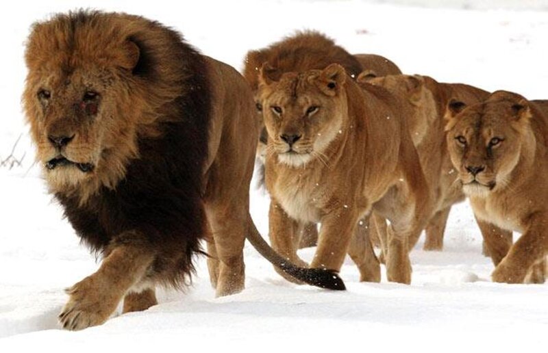 Lion and Lionesses in Snow