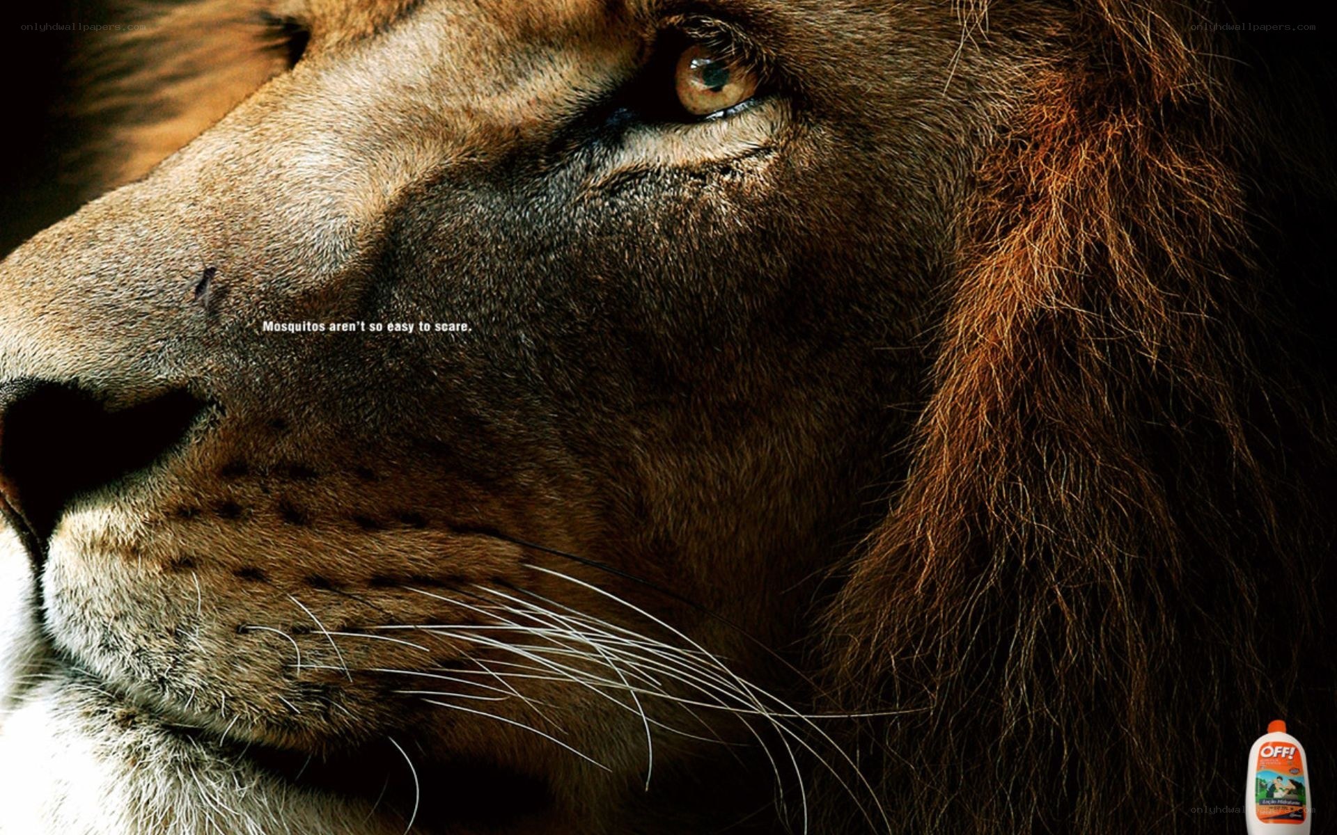 Lion and mosquito ad