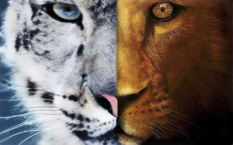 lion and snow leopard face