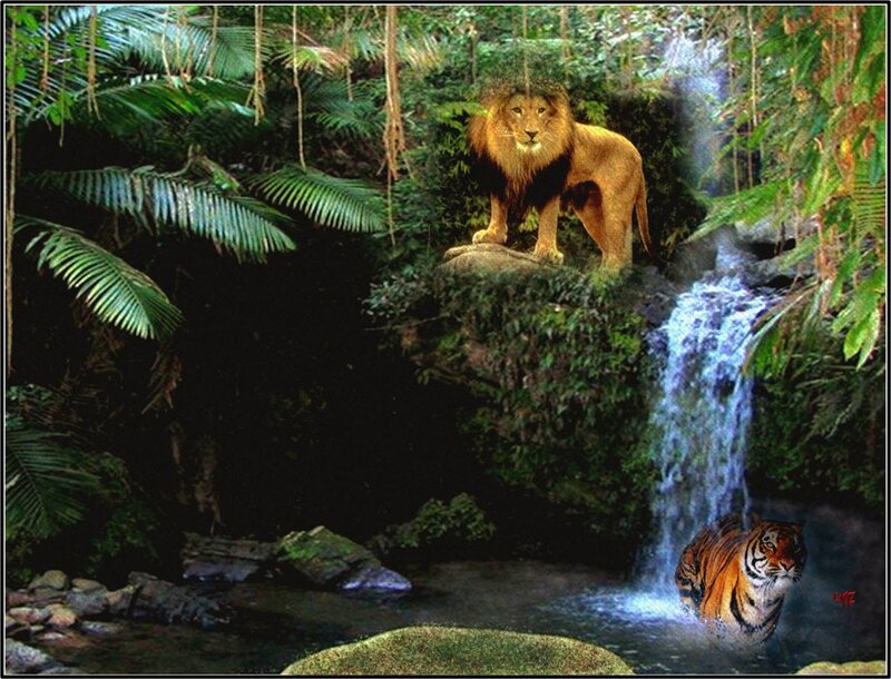 Lion and Tiger in Jungle