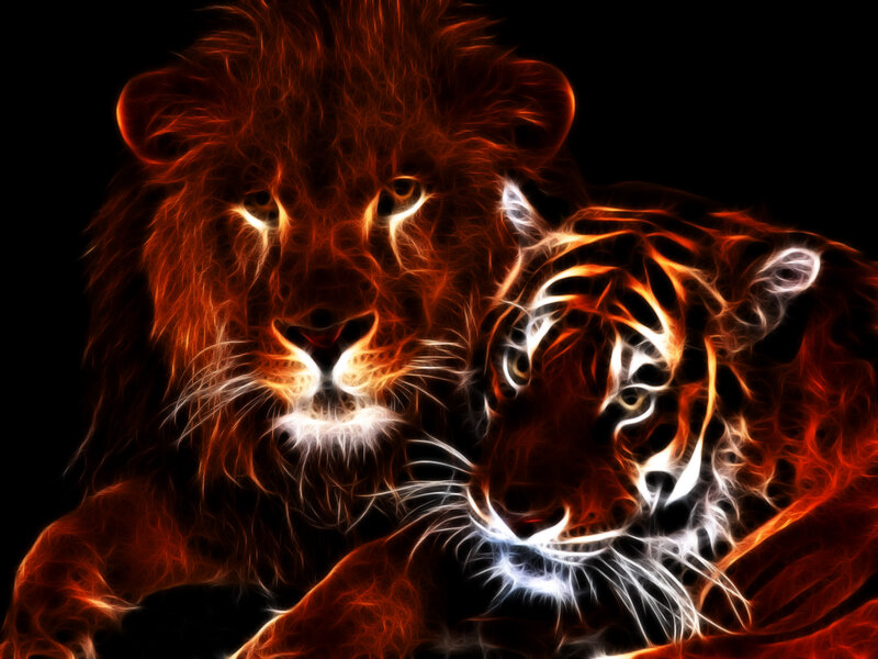 Lion and Tiger