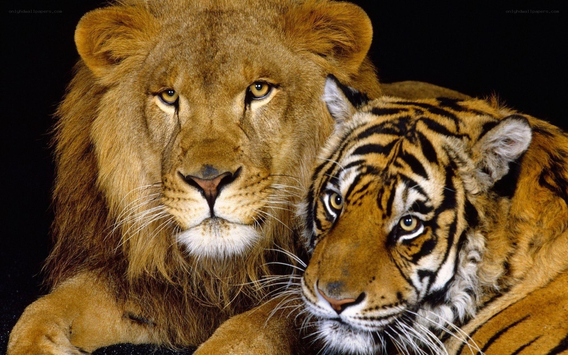 Lion and tiger together