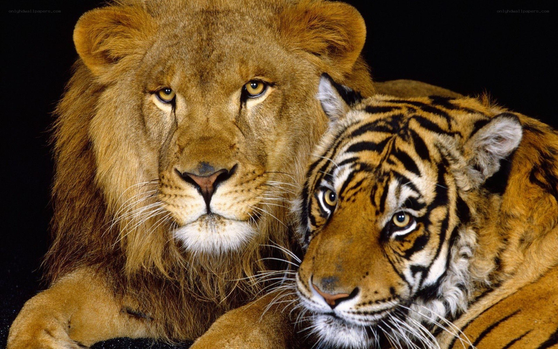 lion and tiger together