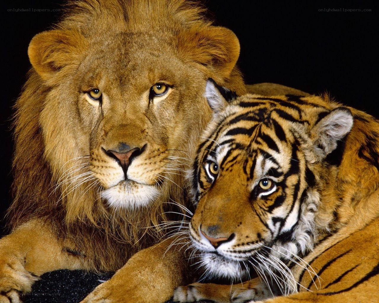 Lion and tiger together