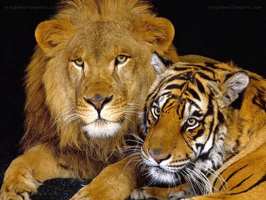 Lion and tiger together