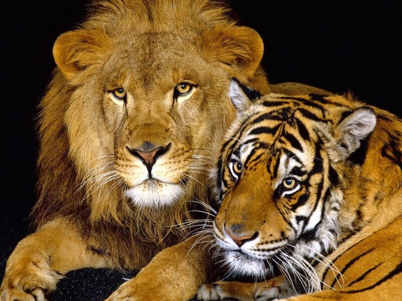 Lion and Tiger Together — Brown, Calm, Photograph, Animal, Wildlife, Black Background