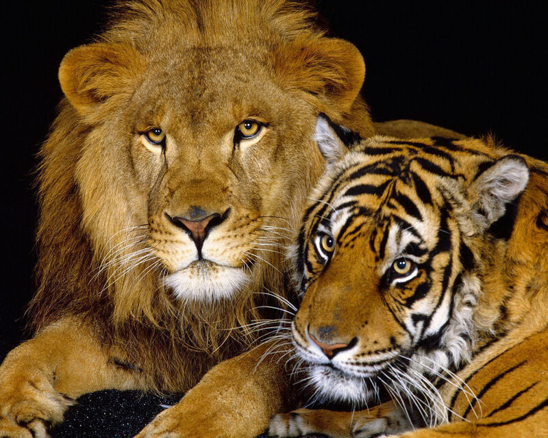 Lion and Tiger Together — Brown, Calm, Photograph