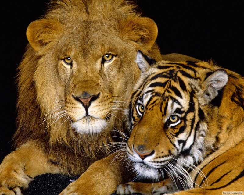 Lion and Tiger Together — Brown, Calm