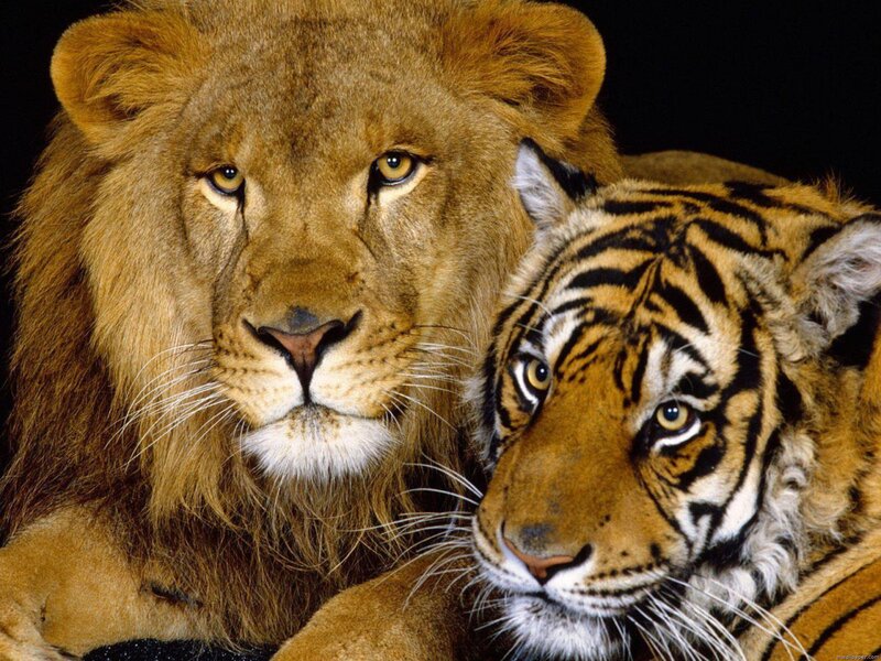 Lion and Tiger Together — Brown, Intense