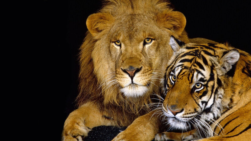 Lion and Tiger Together — Brown