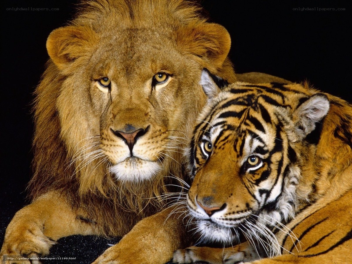Lion and tiger together