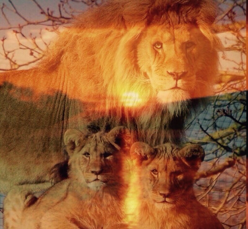 Lion and Two Cubs — Orange