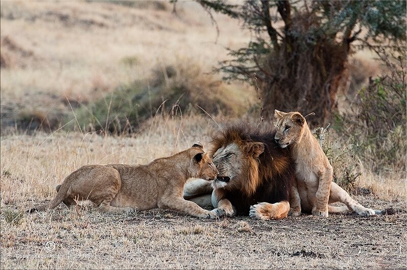 Lion and Two Cubs