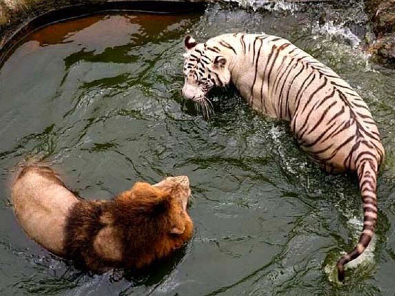 Lion and white tiger in water
