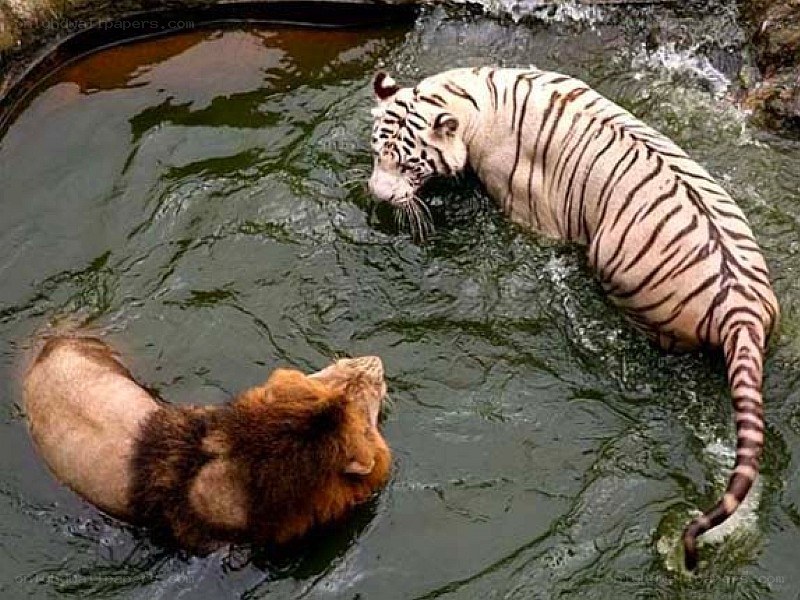 Lion and white tiger in water