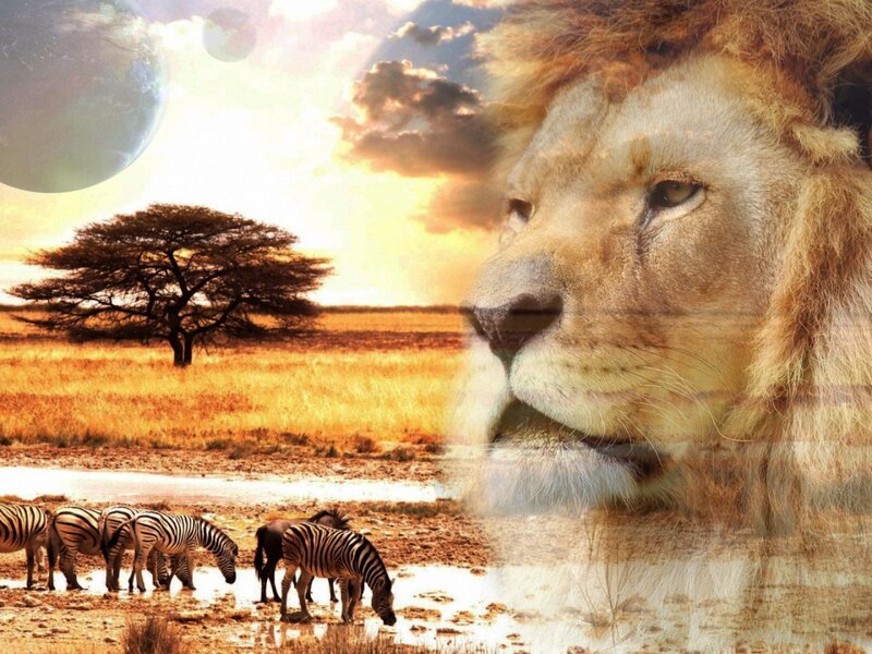 Lion and Zebras at Waterhole