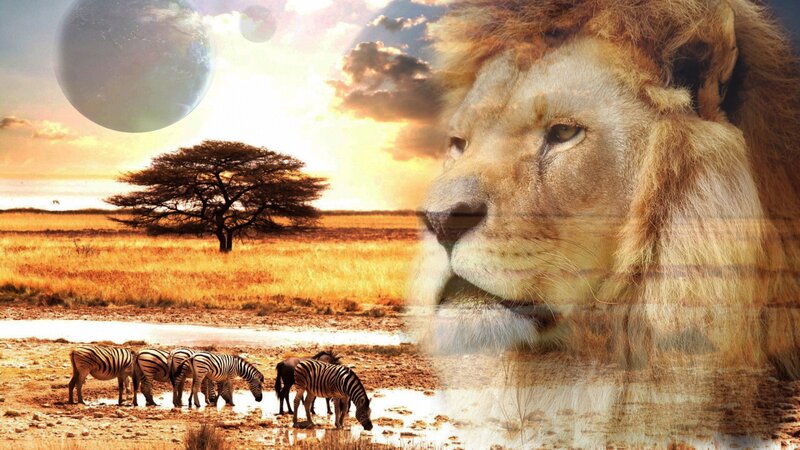 Lion and zebras in savanna