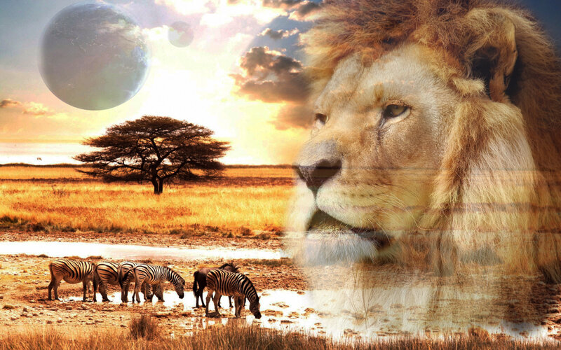 Lion and Zebras in Savanna — Brown