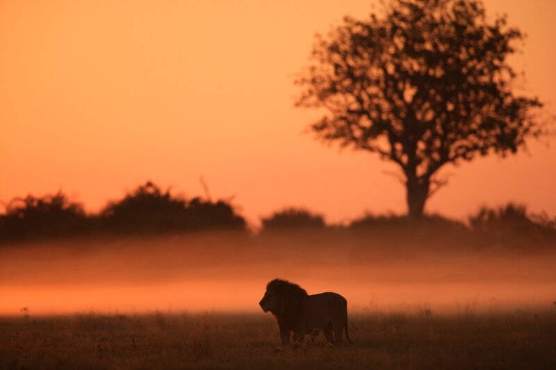 Lion at sunrise in the savanna