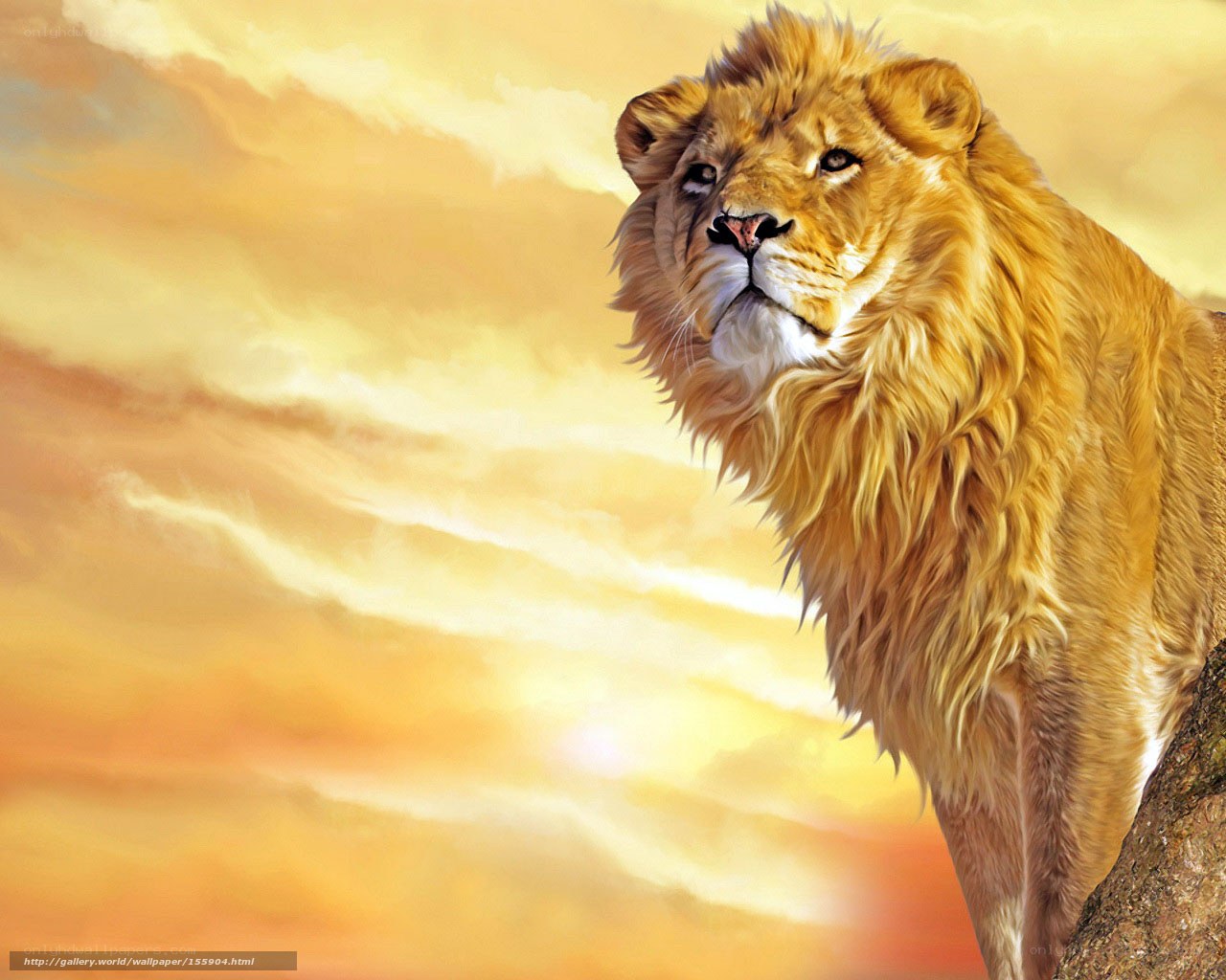 Lion at sunset