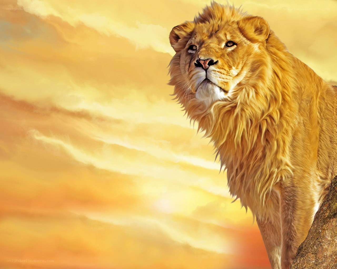 Lion at sunset
