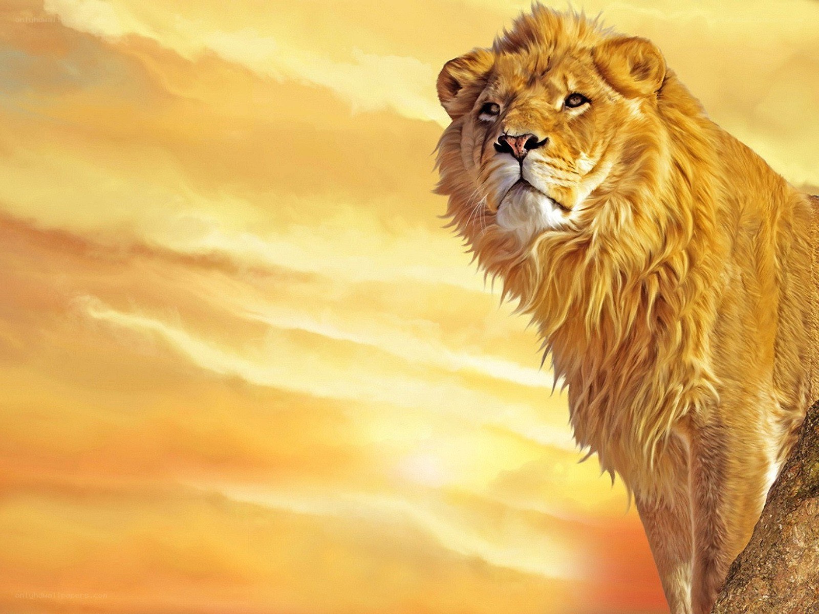 Lion at sunset