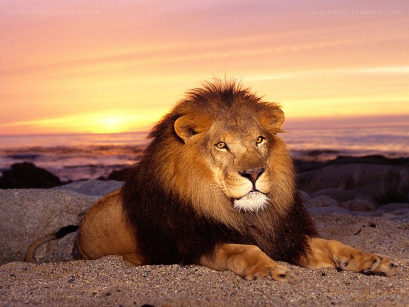 Lion at sunset on beach