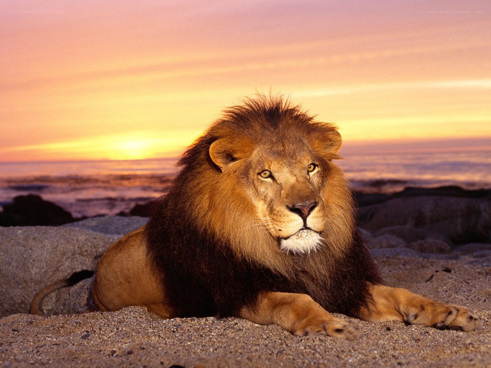 Lion at sunset on the beach