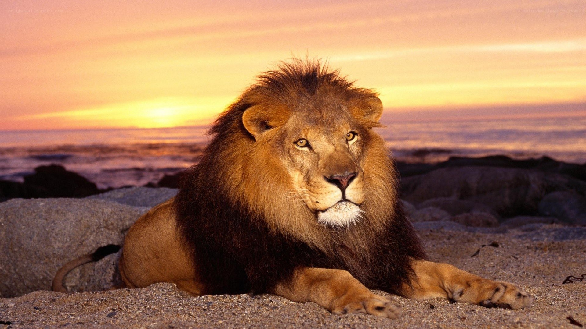 Lion at sunset on the beach