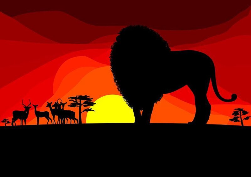 lion at sunset silhouette