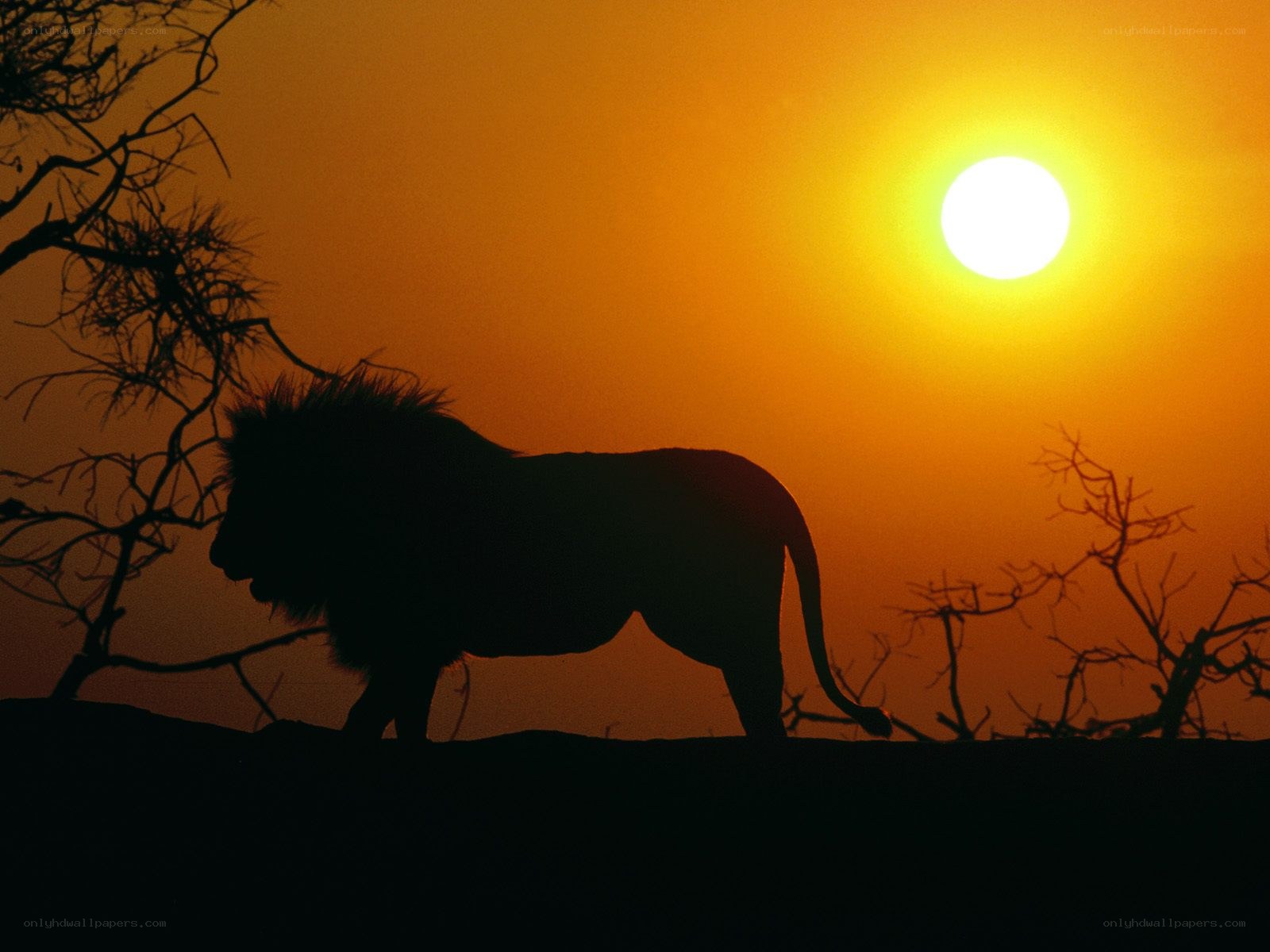 Lion at sunset silhouette